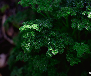 How to convert your garden into a beautiful indigenous garden