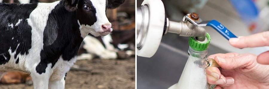 napier_speciality_shop_die_melkstal_local_is_lekker_pasturised_milk_1543908879_1554363175