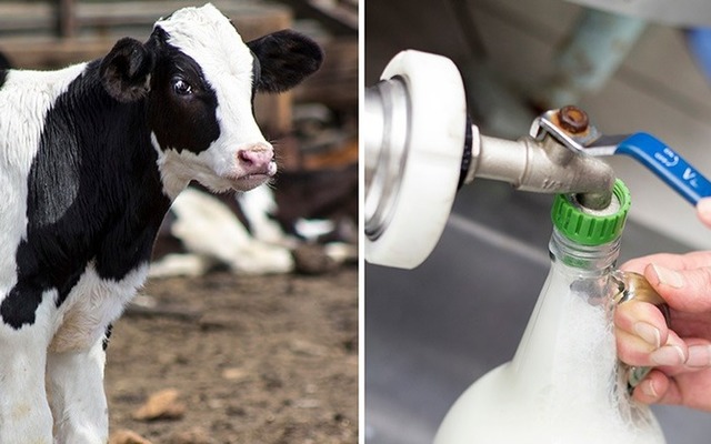 napier_speciality_shop_die_melkstal_local_is_lekker_pasturised_milk_1543908879_1554363175