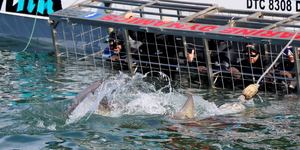 safari_south_africa_overberg_western_cape_10_1554366254