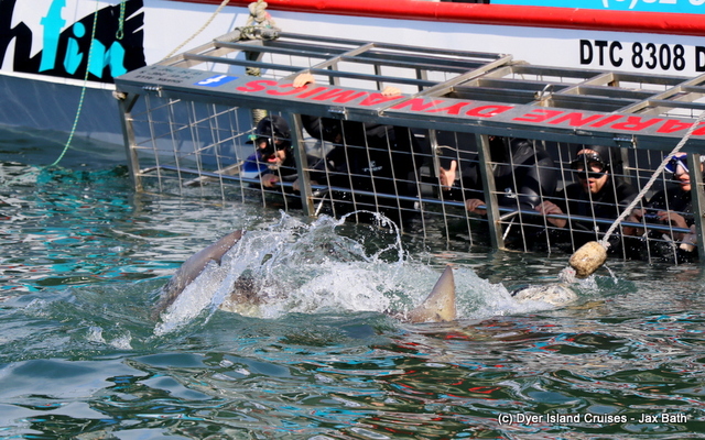 safari_south_africa_overberg_western_cape_10_1554366254