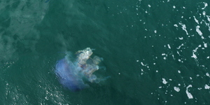 safari_south_africa_overberg_western_cape_12_1554366255