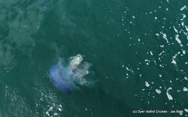 safari_south_africa_overberg_western_cape_12_1554366255