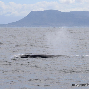 safari_south_africa_overberg_western_cape_3_1554366251