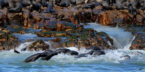 safari_south_africa_overberg_western_cape_4_1554366252