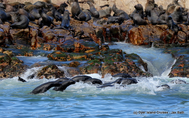 safari_south_africa_overberg_western_cape_4_1554366252