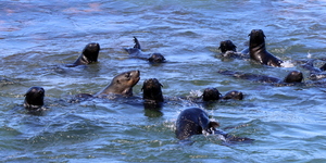 safari_south_africa_overberg_western_cape_6_1554366253