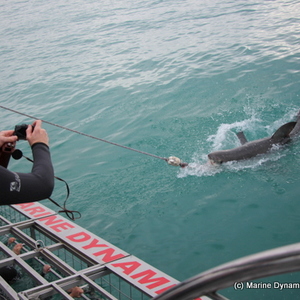 marine_dynamics_shark_cage_diving_shark_1555051196