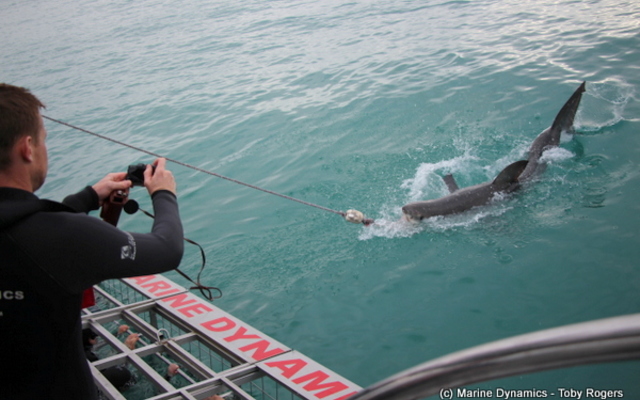 marine_dynamics_shark_cage_diving_shark_1555051196