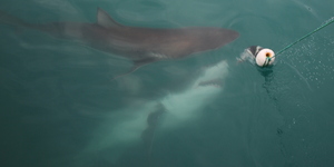 marine_dynamics_shark_cage_diving_sharks_1555051197