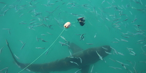 marine_dynamics_shark_cage_diving_trip_1555051199