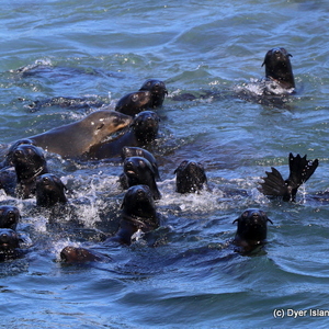 Cape Fur Seals
