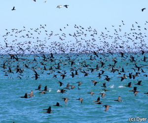 Sea Safari - Whale Watching in Gansbaai