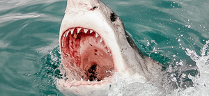 Shark Cage Diving - A Bucket List Experience!