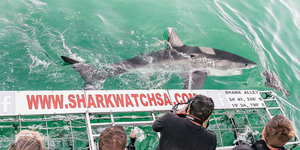 Villa The Cherry - Shark Cage Diving in Gansbaai