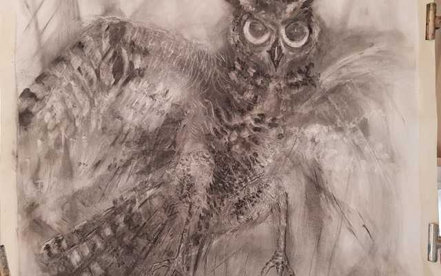 Stanford Artist - Sara Abbott - Charcoal Drawings