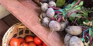 Napier Saturday Village Market - Fresh Veggies