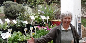 Napier Saturday Village Market - Plants & Herbs