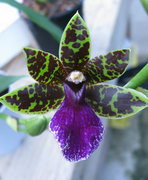 Fragrant Orchids For Sale