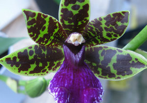 Fragrant Orchids For Sale