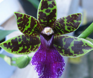 Fragrant Orchids For Sale