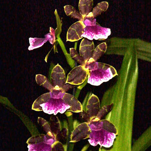 Zygopetallum_Artur_Elle_Toombstone_pic1_1555917785