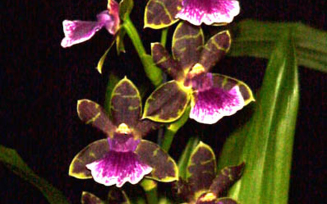 Zygopetallum_Artur_Elle_Toombstone_pic1_1555917785