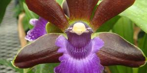 Zygopetalum_Debbie_De_Mello_Honolulu_Baby_AM_AOS_1__1555917787
