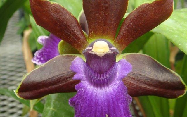 Zygopetalum_Debbie_De_Mello_Honolulu_Baby_AM_AOS_1__1555917787