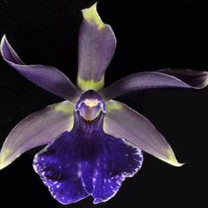 Zygotoria_Midnight_Blue_Cardinals_Roost_AD_HCC_AOS_1555917786