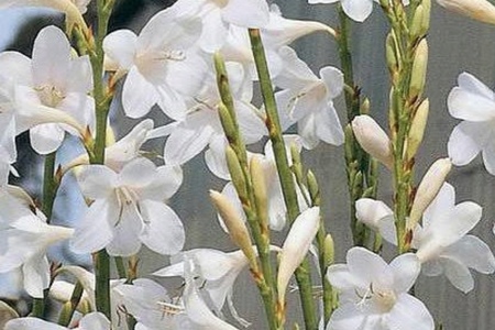 Napier - Tip of Africa Nursery - Watsonia borbonica