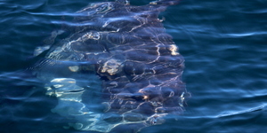 Common_dolphin_watching_south_africa_western_cape_boat_tours_Dyer_Island_Cruises_13_1556783248