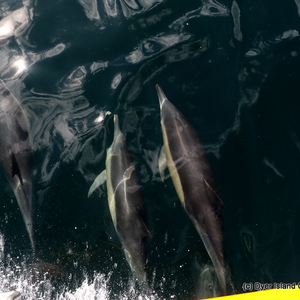 Common_dolphin_watching_south_africa_western_cape_boat_tours_Dyer_Island_Cruises_20_1556783246