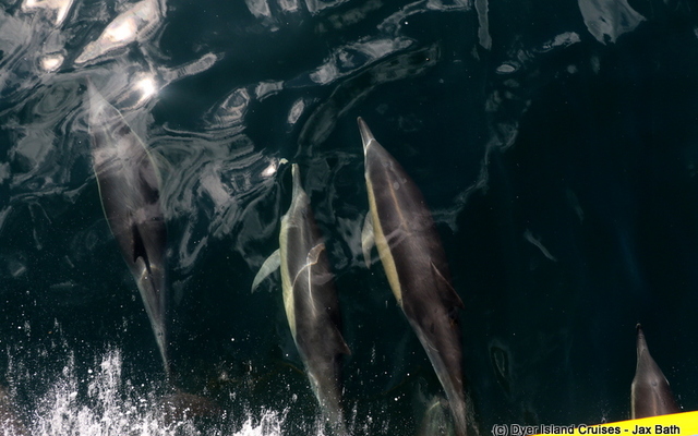 Common_dolphin_watching_south_africa_western_cape_boat_tours_Dyer_Island_Cruises_20_1556783246