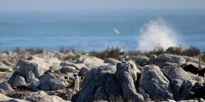 Common_dolphin_watching_south_africa_western_cape_boat_tours_Dyer_Island_Cruises_7_1556783249