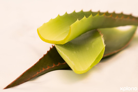 Grow Your Health - Grow Your Wealth