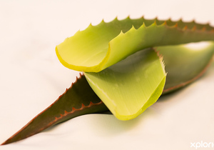 Grow Your Health - Grow Your Wealth