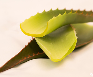 Grow Your Health - Grow Your Wealth