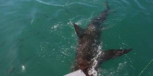 Gansbaai - Marine Dynamics - Shark