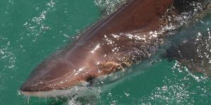 Gansbaai - Marine Dynamics - Shark