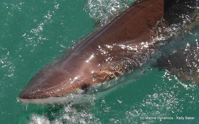 Gansbaai - Marine Dynamics - Shark