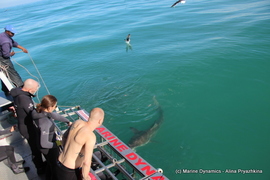 Daily Blog 09 May 2019 | White Shark Diving Gansbaai