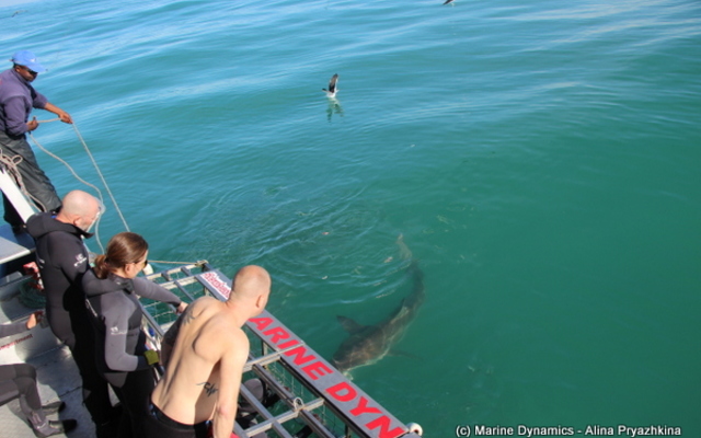 Gansbaai - Marine Dynamics - Shark Cage Diving