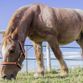 Bredasdorp - Pony Pals - Children Sessions