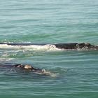 Reasons to visit Gansbaai and book accommodation at Aire del Mar Guest House