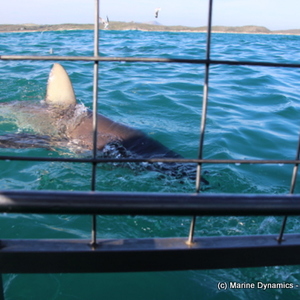 Marine Dynamics Shark Tours - Shark Cage Diving in Gansbaai