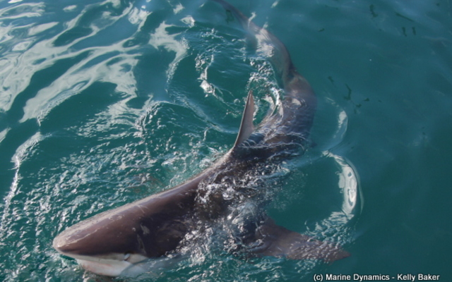 Marine Dynamics Shark Tours - Shark Cage Diving in Gansbaai