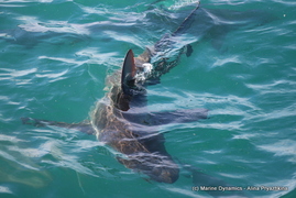 Daily Blog 23 May 2019 | Shark Diving South Africa