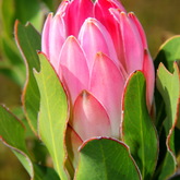 Gansbaai & Pearly Beach Horse Trails - Protea