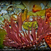 Rockpools of Gansbaai